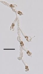 Athorybia rosacea image