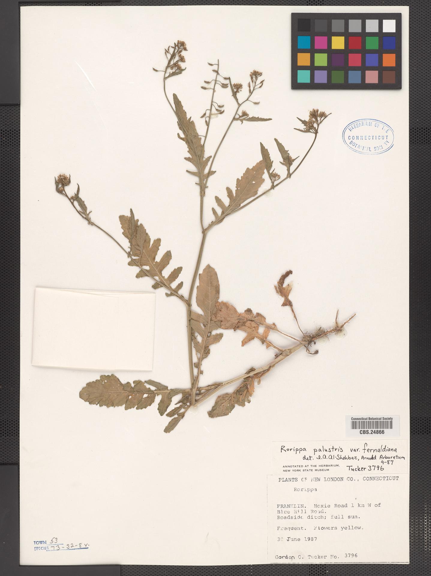 Rorippa palustris ssp. fernaldiana image