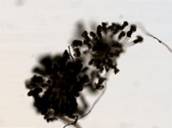 Conochilus hippocrepis image