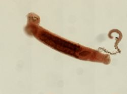 Sphyranura osleri image