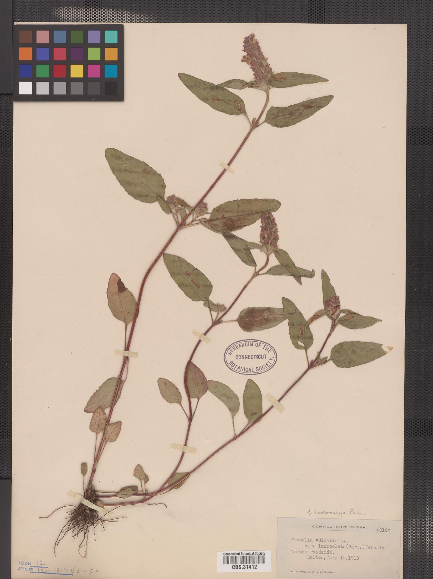 Prunella vulgaris f. iodocalyx image