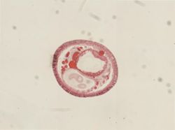 Monopylephorus irroratus image