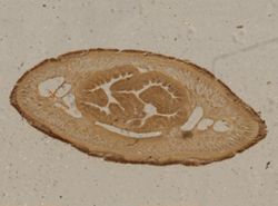 Amphiporus angulatus image