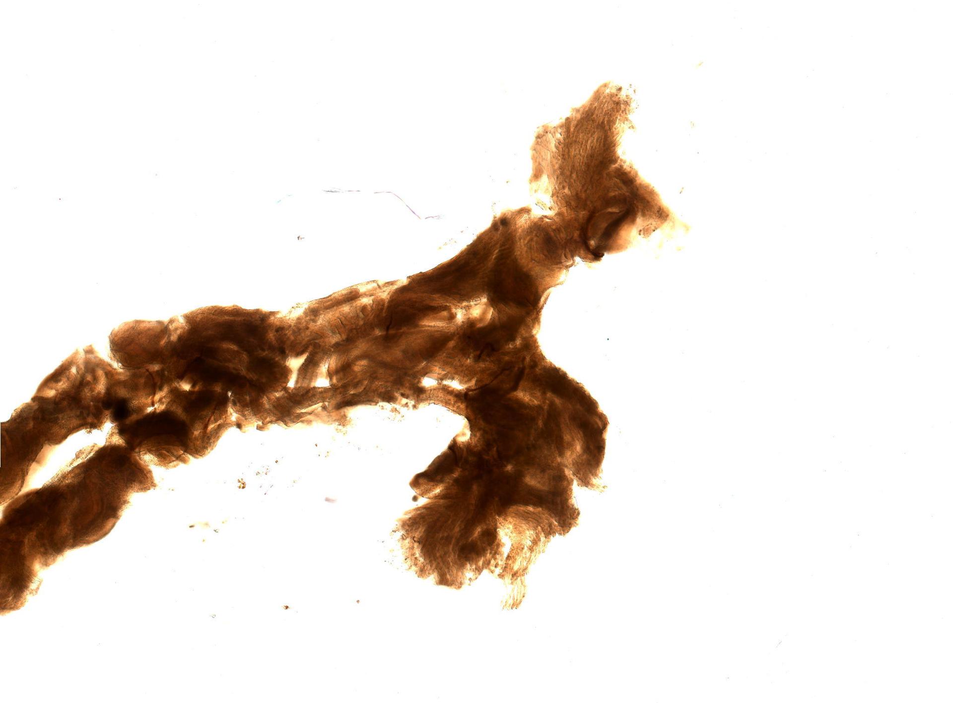 Graptolithoidea image