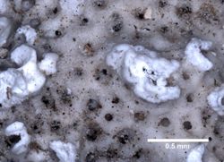 Lichenopora hispida image