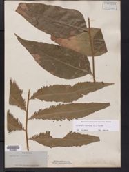 Olfersia cervina image
