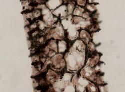 Phyllospongia lamellosa image