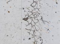 Schizoporella floridana image