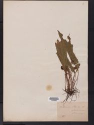 Elaphoglossum plumieri image