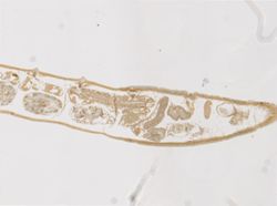 Monopylephorus irroratus image