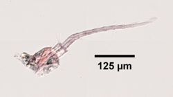Ianiropsis serricaudis image