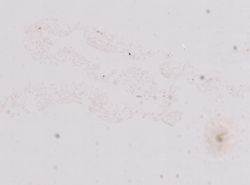 Goreauiella auriculata image