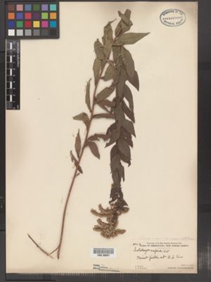Solidago rugosa ssp. aspera image