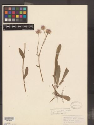 Erigeron pulchellus image